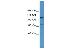 WB Suggested Anti-ERC1 Antibody Titration: 0.