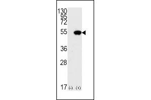 Western blot analysis of TP53(arrow) using rabbit polyclonal p53 Antibdoy (S15) (ABIN390201 and ABIN2840688). (p53 antibody  (AA 1-30))