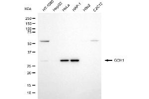 Western blotting analysis using GCH1 antibody (ABIN7798813). (GCH1 antibody)