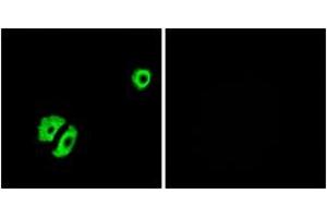 Immunofluorescence analysis of A549 cells, using OR2A25 Antibody.