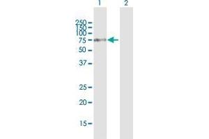 Western Blot analysis of FOXJ2 expression in transfected 293T cell line by FOXJ2 MaxPab polyclonal antibody.