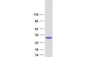 Validation with Western Blot (GSTA3 Protein (Myc-DYKDDDDK Tag))