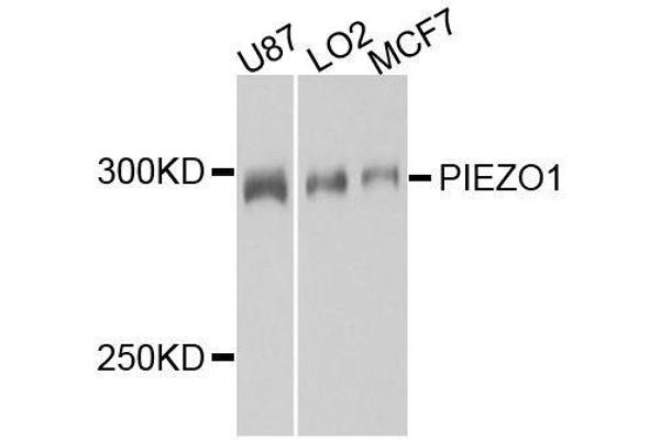 PIEZO1 antibody  (AA 2230-2420)