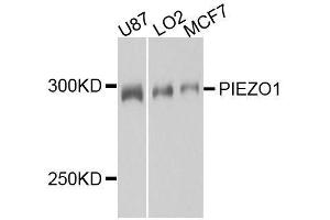 Western blot analysis of extracts of various cell lines, using PIEZO1 antibody. (PIEZO1 antibody  (AA 2230-2420))