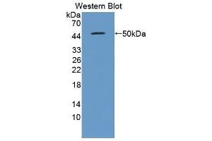 Western Blotting (WB) image for anti-Interferon, beta 1, Fibroblast (IFNB1) (AA 22-186) antibody (ABIN3201356)