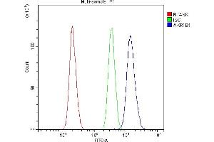 anti-Aldo-Keto Reductase Family 1, Member B1 (Aldose Reductase) (AKR1B1) (AA 228-316) antibody