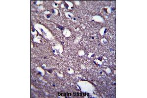 PRR18 Antibody (C-term) (ABIN657554 and ABIN2846565) immunohistochemistry analysis in formalin fixed and paraffin embedded human brain tissue followed by peroxidase conjugation of the secondary antibody and DAB staining. (Proline Rich 18 antibody  (C-Term))