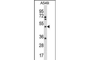 XK Antibody (N-term) (ABIN1539620 and ABIN2838192) western blot analysis in A549 cell line lysates (35 μg/lane). (Membrane transport protein XK (XK) (AA 83-111), (N-Term) antibody)