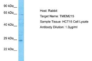Host: Rabbit Target Name: TMEM215 Sample Type: HCT15 Whole Cell lysates Antibody Dilution: 1. (TMEM215 antibody  (N-Term))