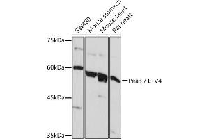Western Blotting (WB) image for anti-Ets Variant 4 (ETV4) (AA 1-207) antibody (ABIN6140332)