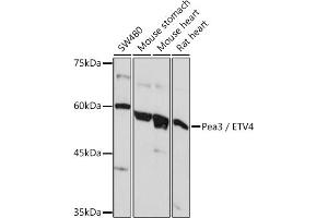 Western blot analysis of extracts of various cell lines, using Pea3 / ETV4 Rabbit pAb (ABIN6131217, ABIN6140332, ABIN6140334 and ABIN6221480) at 1:1000 dilution. (ETV4 antibody  (AA 1-207))