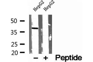 Western blot analysis of extracts of HepG2 cells, using PEX16 antibody. (PEX16 antibody  (Internal Region))