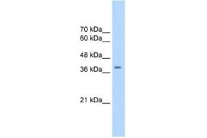 CDK9 antibody (20R-1293) used at 0.