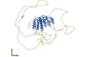 AlphaFold protein structure predicition of Mouse Recombinant Rrp1b Protein, UniprotID Q91YK2 (RRP1B Protein (AA 1-724) (His tag))