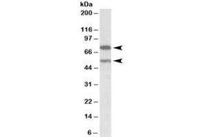 Western blot testing of human cerebellum lysate with PRODH antibody at 0. (PRODH antibody)