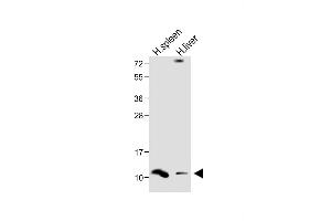 All lanes : Anti-DEFA1 Antibody (Center) at 1:1000 dilution Lane 1: Human spleen lysate Lane 2: Human liver lysate Lysates/proteins at 20 μg per lane. (alpha Defensin 1 antibody  (AA 28-62))