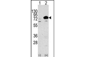 Western blot analysis of anti-Autophagy G7L Antibody (N-term) 1813a in 293 cell line lysates transiently transfected with the ATG7 gene (3 μg/lane). (ATG7 antibody  (N-Term))