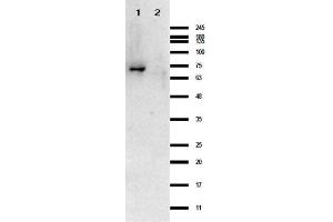 Western Blot results of Rabbit Anti-Crasp-1 Antibody. (CRASP-1 antibody)