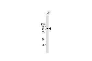 Anti-CD55 Antibody (N-term) at 1:2000 dilution + Hela whole cell lysate Lysates/proteins at 20 μg per lane. (CD55 antibody  (AA 51-79))