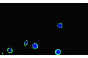 Immunofluorescent analysis of MCF-7 cells using ABIN7150160 at dilution of 1:100 and Alexa Fluor 488-congugated AffiniPure Goat Anti-Rabbit IgG(H+L) (APOBEC3G antibody  (AA 1-384))