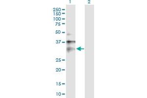Western Blot analysis of CLIC1 expression in transfected 293T cell line by CLIC1 MaxPab polyclonal antibody. (CLIC1 antibody  (AA 1-241))
