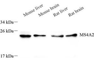 Western blot analysis of MS4A2 (ABIN7074594) at dilution of 1: 500 (MS4A2 antibody)