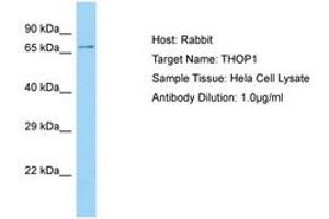 Image no. 1 for anti-Thimet Oligopeptidase 1 (THOP1) (C-Term) antibody (ABIN6750144) (Thimet Oligopeptidase 1 antibody  (C-Term))
