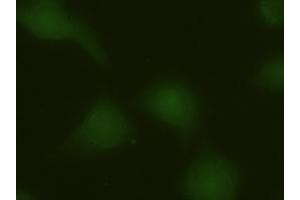 Anti-MAPK6 mouse monoclonal antibody (ABIN2452376) immunofluorescent staining of HeLa cells transiently transfected by pCMV6-ENTRY MAPK6 (RC201597) (MAPK6 antibody  (AA 345-721))