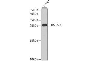 Western blot analysis of extracts of U-937 cells, using RAB27A antibody. (RAB27A antibody)
