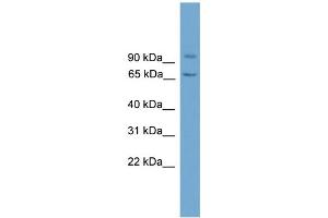 anti-Von Willebrand Factor A Domain Containing 5A (VWA5A) (N-Term) antibody