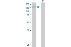 Western Blot analysis of EIF4ENIF1 expression in transfected 293T cell line by EIF4ENIF1 MaxPab polyclonal antibody.