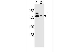 SLC23A1 Antibody (N-term) (ABIN656646 and ABIN2845888) western blot analysis in HepG2(lane 1),NCI-(lane 2) cell line lysates (35 μg/lane). (SLC23A1 antibody  (N-Term))