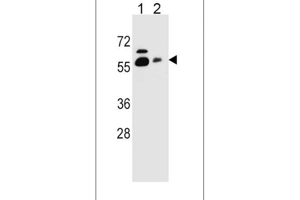 SLC23A1 抗体  (N-Term)