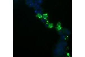 Image no. 3 for anti-NFKB Inhibitor Interacting Ras-Like 1 (NKIRAS1) antibody (ABIN1499741) (NKIRAS1 antibody)