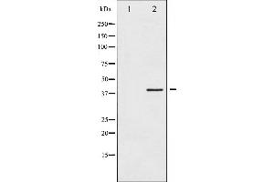 Western blot analysis of HDAC8 expression in HeLa whole cell lysates,The lane on the left is treated with the antigen-specific peptide. (HDAC8 antibody  (N-Term))