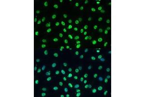 Immunofluorescence (IF) image for anti-Tripartite Motif Containing 28 (TRIM28) (AA 576-835) antibody (ABIN1683037)