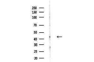 anti-DnaJ (Hsp40) Homolog, Subfamily A, Member 2 (DNAJA2) (Internal Region) antibody
