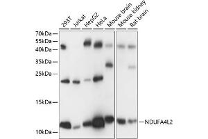 Western blot analysis of extracts of various cell lines, using NDUFL2 antibody (ABIN7268803) at 1:1000 dilution. (NDUFA4L2 antibody  (AA 1-87))