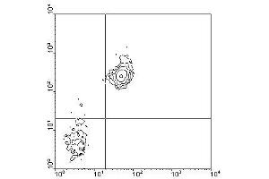 Image no. 1 for anti-CD38 antibody (PE) (ABIN135204) (CD38 antibody  (PE))