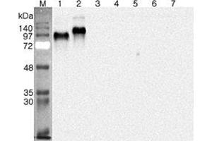Western blot analysis using anti-DNER (human), pAb  at 1:4'000 dilution. (DNER antibody)