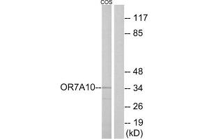 Western blot analysis of extracts from COS-7 cells, using OR7A10 antibody. (OR7A10 antibody  (C-Term))