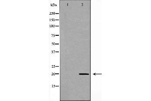 Western blot analysis of Hela cell lysate, using RAMP2 Antibody. (RAMP2 antibody  (Internal Region))