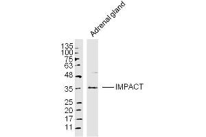 Adrenal gland lysates probed with IMPACT Polyclonal Antibody, Unconjugated  at 1:300 dilution and 4˚C overnight incubation. (IMPACT antibody  (AA 21-120))