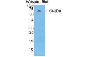 Western Blotting (WB) image for anti-alpha-Fetoprotein (AFP) (AA 31-576) antibody (ABIN1857934) (alpha Fetoprotein antibody  (AA 31-576))