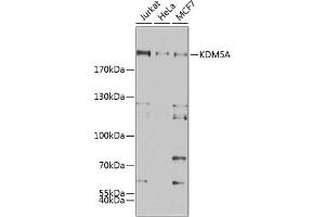 Western blot analysis of extracts of various cell lines, using KDM5A antibody (ABIN6131816, ABIN6142800, ABIN6142801 and ABIN6223074) at 1:500 dilution. (KDM5A antibody)