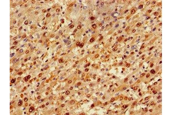 TP53INP1 antibody  (AA 138-205)