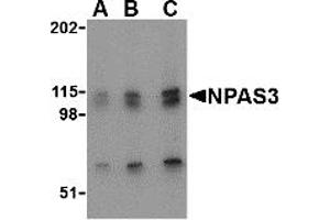 Western Blotting (WB) image for anti-Neuronal PAS Domain Protein 3 (NPAS3) (N-Term) antibody (ABIN1031490) (NPAS3 antibody  (N-Term))