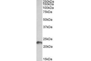 Western Blotting (WB) image for anti-Leukemia Inhibitory Factor (LIF) (AA 28-39), (Internal Region) antibody (ABIN1449476)