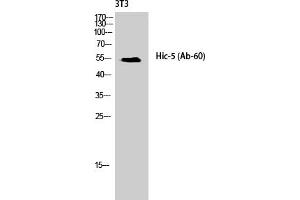 Western Blot analysis of NIH-3T3 cells using Hic-5 Polyclonal Antibody diluted at 1:1000. (TGFB1I1 antibody)