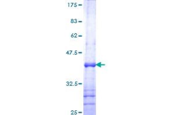 TEAD4 Protein (AA 151-260) (GST tag)